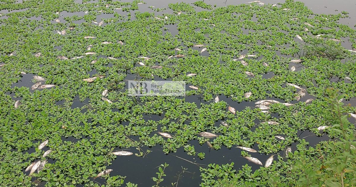 ‘কারখানার দূষিত পানিতে’ মরছে উদ্যোক্তার মাছ