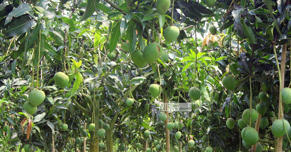 ঠা ঠা বরেন্দ্রে আমের মৌতাত, হিমাগার নেই