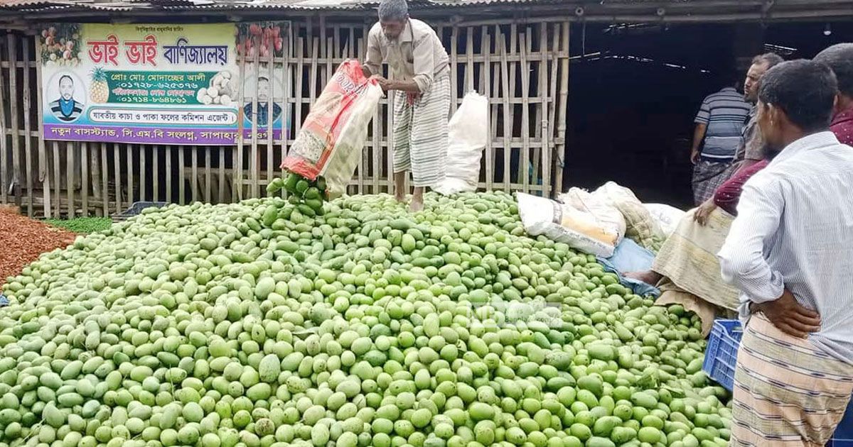 ঠা ঠা বরেন্দ্রে আমের মৌতাত, হিমাগার নেই