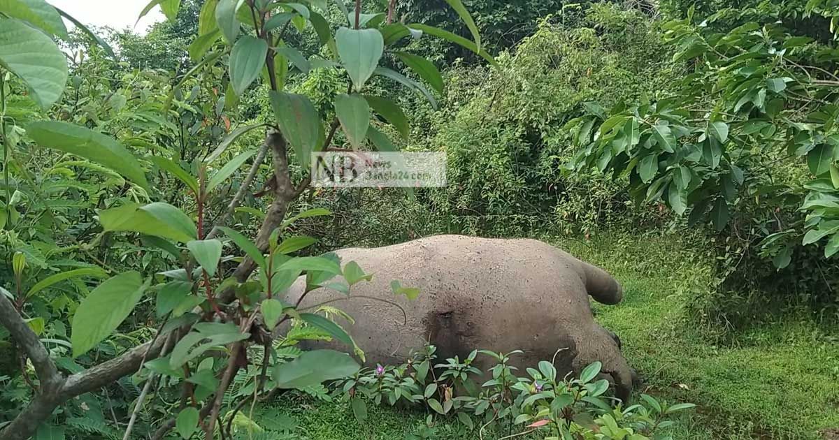 গারো পাহাড়ে ফের মৃত হাতি