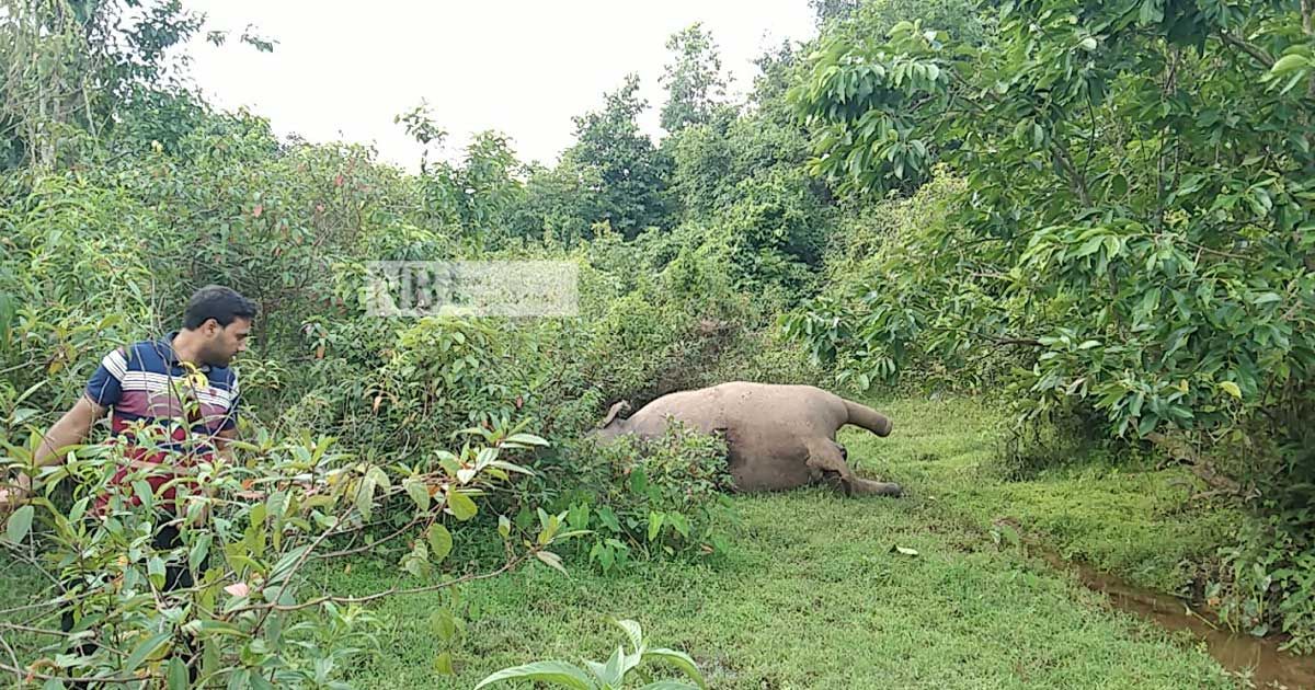 গারো-পাহাড়ে-ফের-মৃত-হাতি