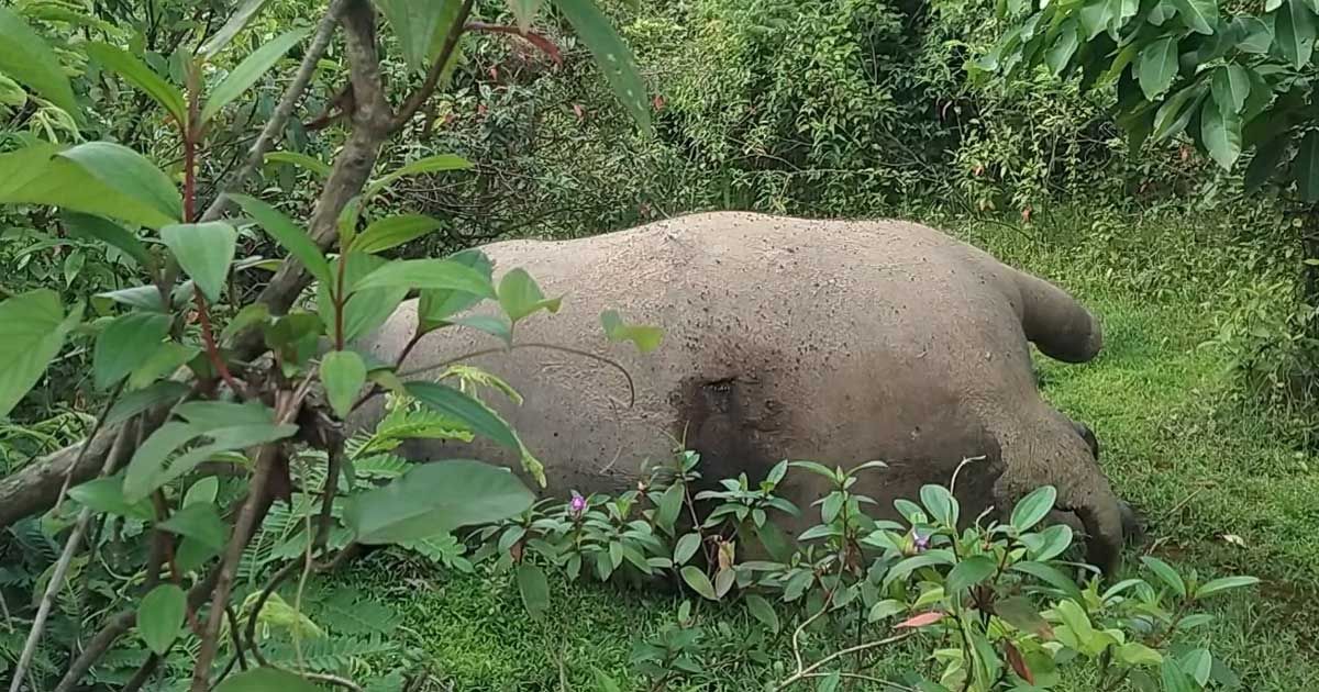 গারো-পাহাড়ে-মৃত-হাতি-শরীরজুড়ে-আঘাতের-দাগ