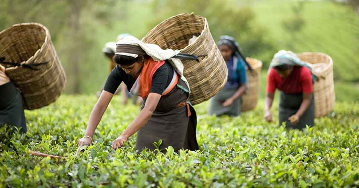 আজ দিনটি চায়ের