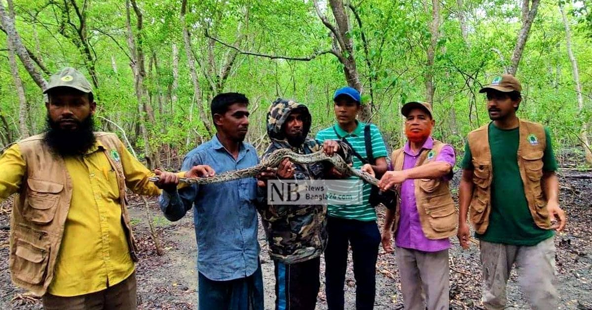 পাথরঘাটায় খেজুরগাছে ৯ ফুট লম্বা অজগর