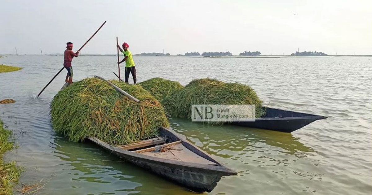 বন্যায় ক্ষতিগ্রস্ত কৃষকদের ঋণ আদায় ৬ মাস স্থগিত