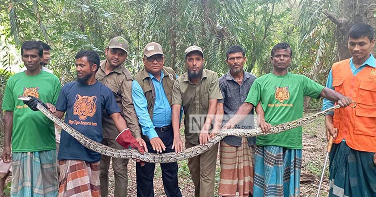 ১৫ ফুট লম্বা অজগর উদ্ধার, ছাড়া হলো সুন্দরবনে