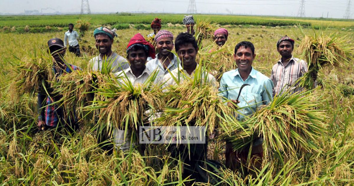 দেশে পর্যাপ্ত ধান হয়েছে