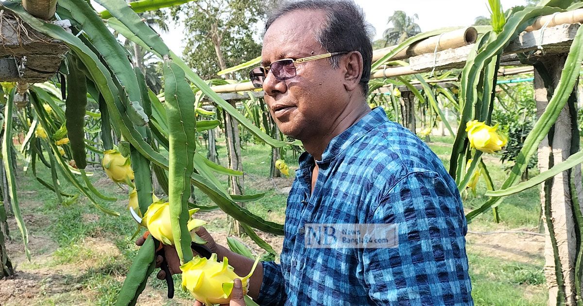 পরিত্যক্ত ইটভাটায় হলুদ ড্রাগন ফল