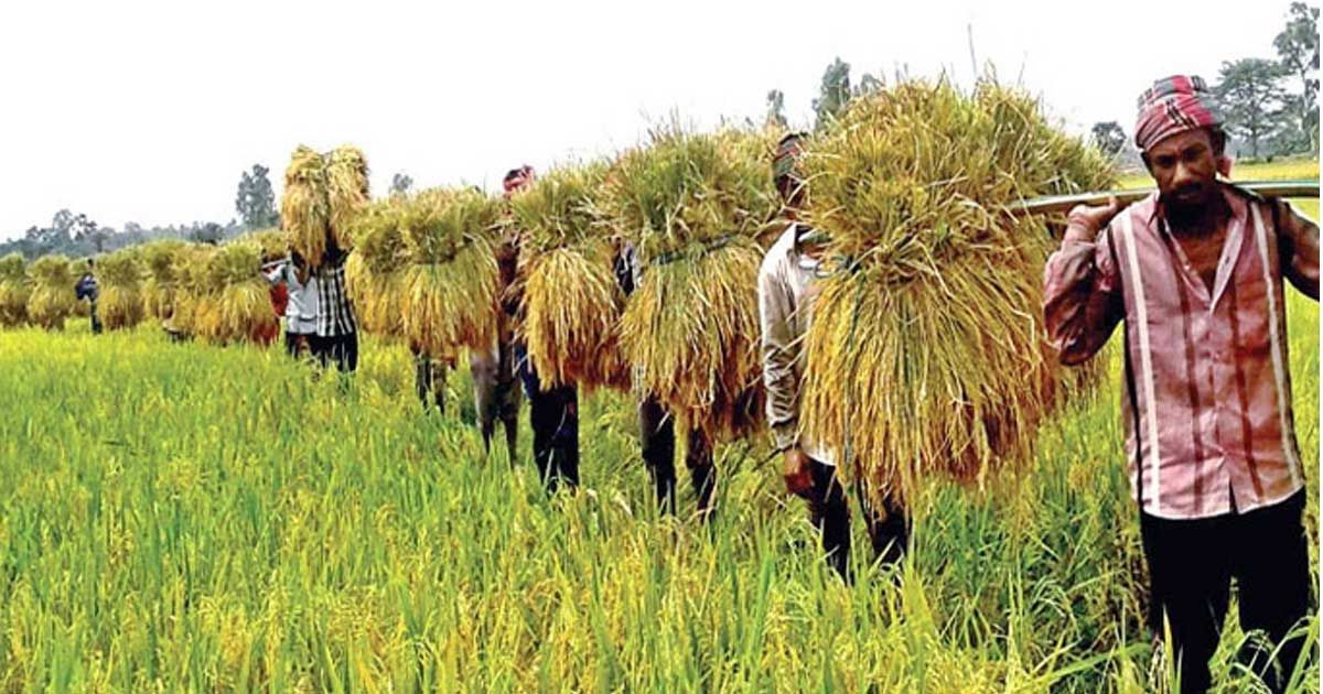 খাদ্যনিরাপত্তা-নিশ্চিতে-কৃষিতে-দ্বিতীয়-সর্বোচ্চ-বরাদ্দ