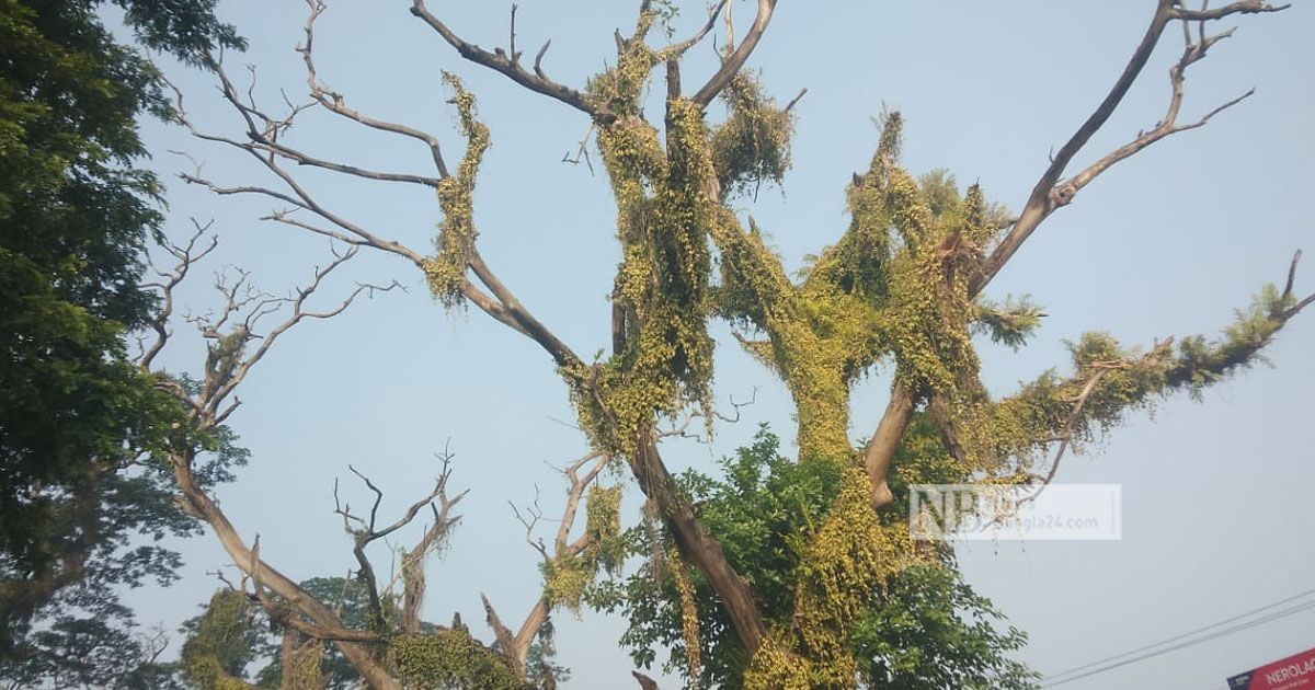 ‘কর্মকর্তারা দেখে যায়, কাজ হয় না’