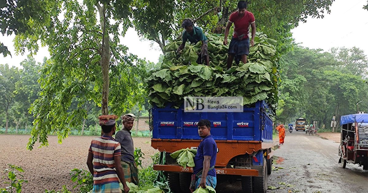 গ্রীষ্মে শীতের সবজি চাষে দ্বিগুণ লাভ