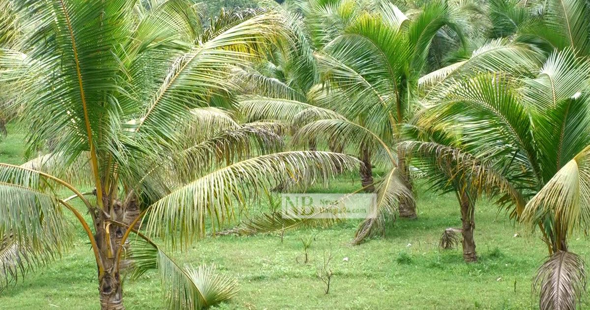 ইউটিউব-দেখে-ভিয়েতনামি-নারকেল-বাগান-বছর-পরেও-ধরেনি-ফল