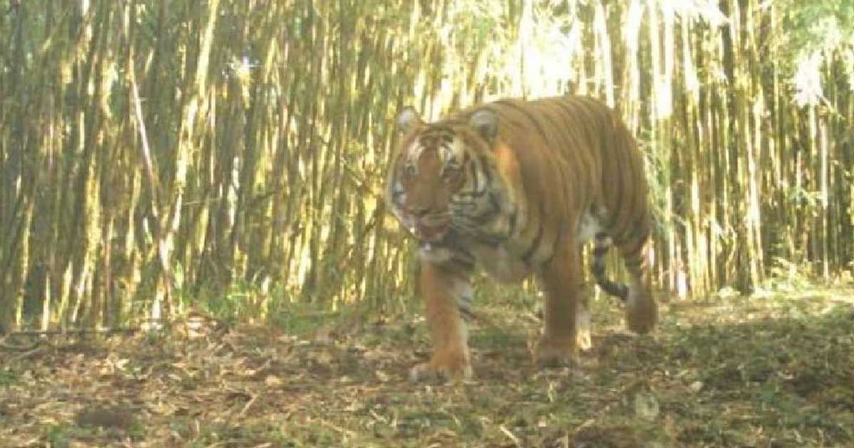  কালিম্পংয়ের জঙ্গলে ঘুরছে সুন্দরবনের বাঘ