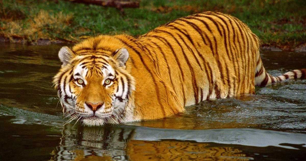  কালিম্পংয়ের জঙ্গলে ঘুরছে সুন্দরবনের বাঘ