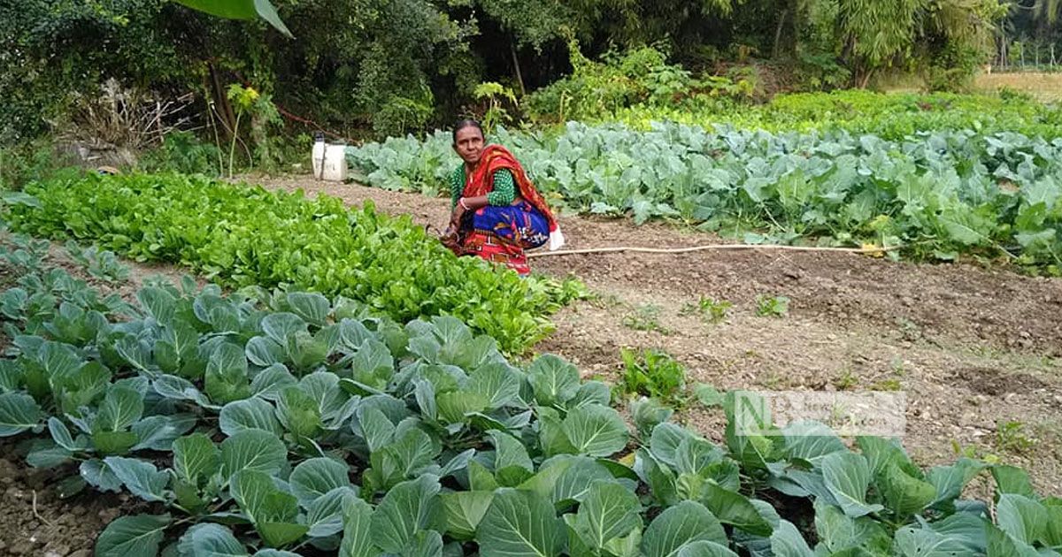 পদ্মা-সেতু-উত্তরের-মতো-কৃষি-বিপ্লবের-স্বপ্ন-দেখছে-দক্ষিণও