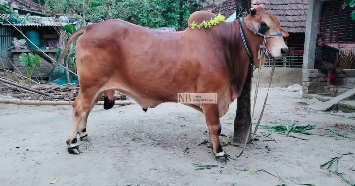 এক বছরে আরও হৃষ্টপুষ্ট ‘রাসেল বস’