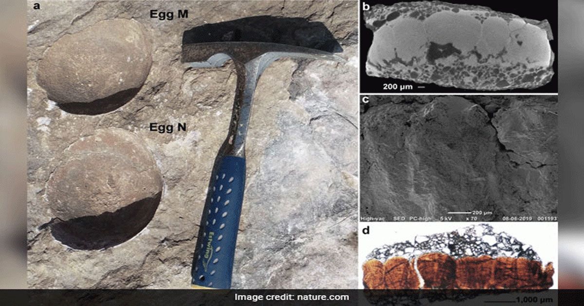 ডাইনোসরের-ডিমের-মধ্যে-ডিম