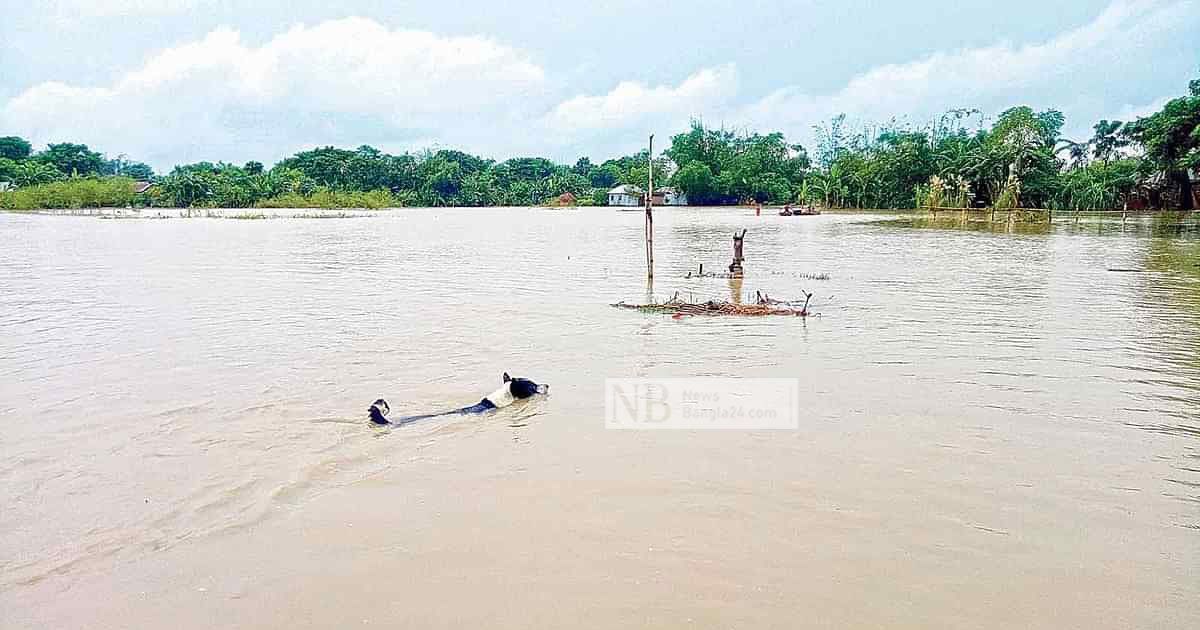 শরীয়তপুর-ফরিদপুরে-নিম্নাঞ্চল-প্লাবিত