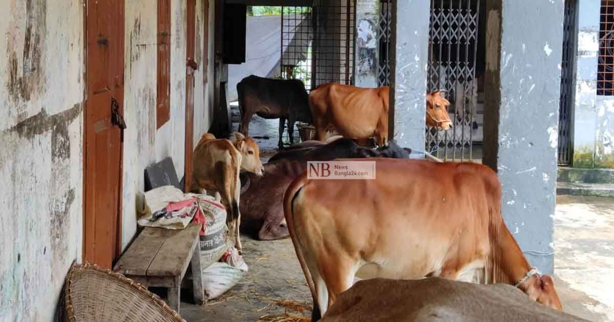 খালিয়াজুরীতে ইউএনও অফিস-হাসপাতালও আশ্রয়কেন্দ্র