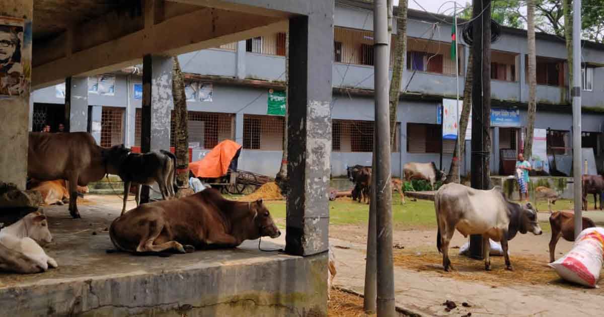 গফুরের দুর্দিনে ঘাস নেই মহেশেরও