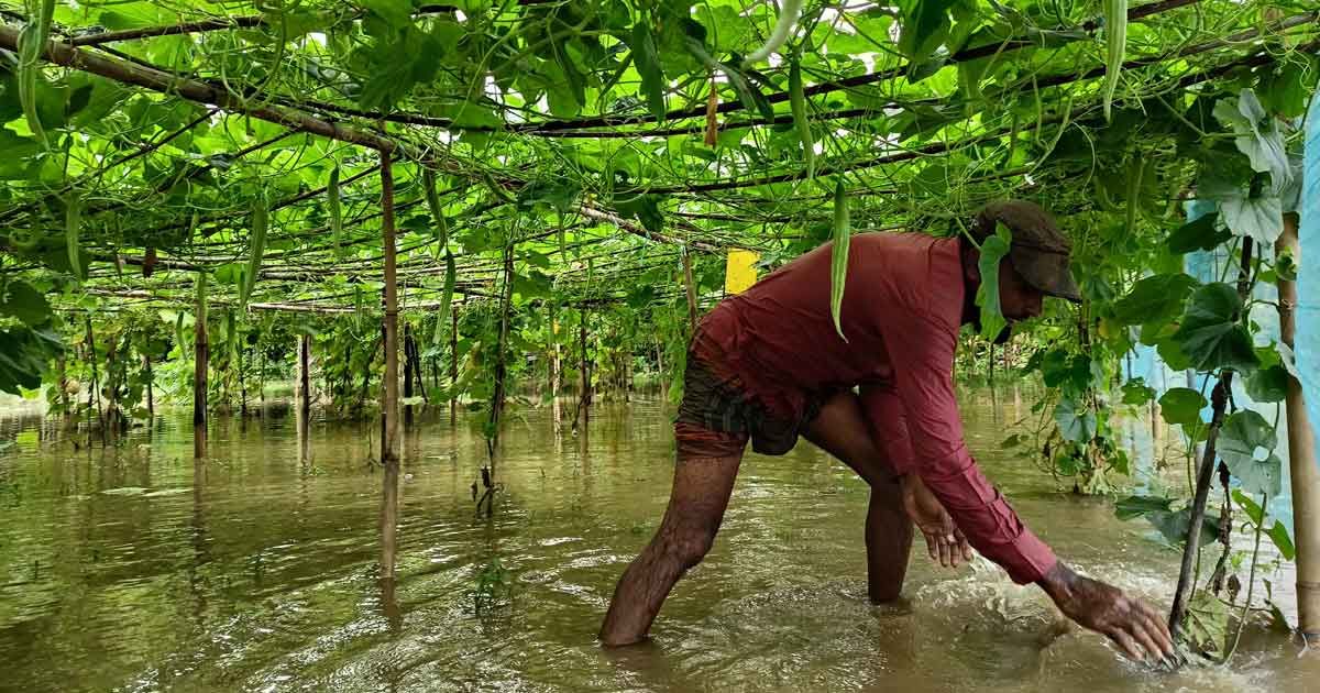 গোমতীর পানি বেড়ে তলিয়েছে কোটি টাকার সবজি