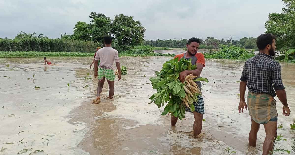গোমতীর পানি বেড়ে তলিয়েছে কোটি টাকার সবজি