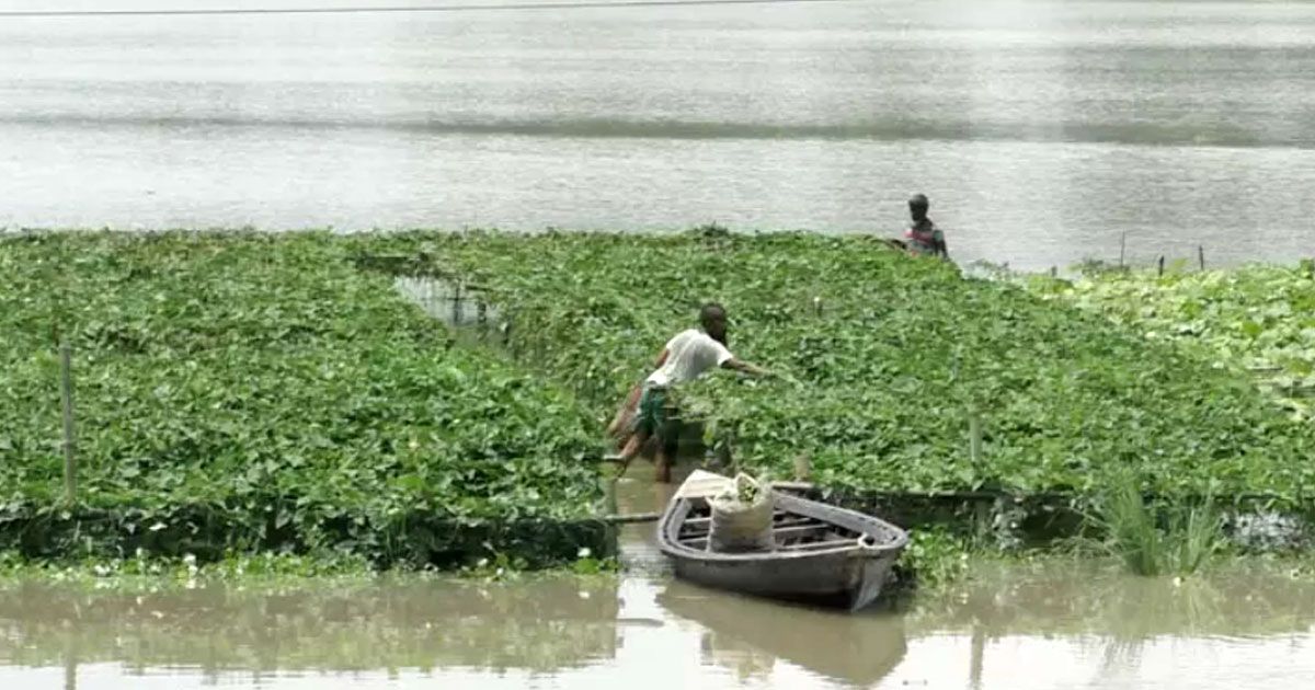 বন্যায় আউশের ক্ষতি ১ লাখ হেক্টরে, সবজি উৎপাদনে শঙ্কা