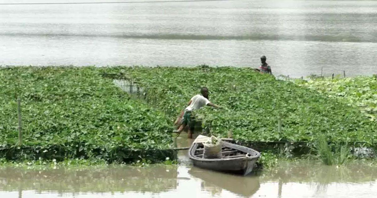 বন্যায়-আউশের-ক্ষতি-১-লাখ-হেক্টরে-সবজি-উৎপাদনে-শঙ্কা