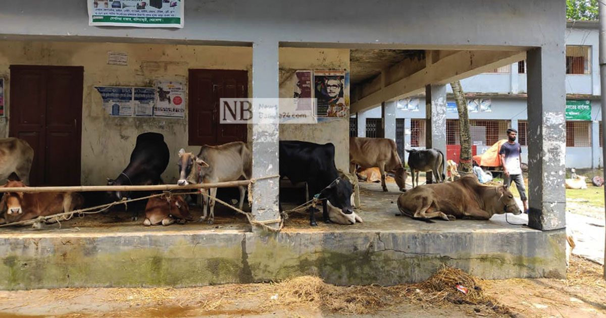 নেত্রকোণায় ভেসে গেছে ১০০ কোটি টাকার মাছ