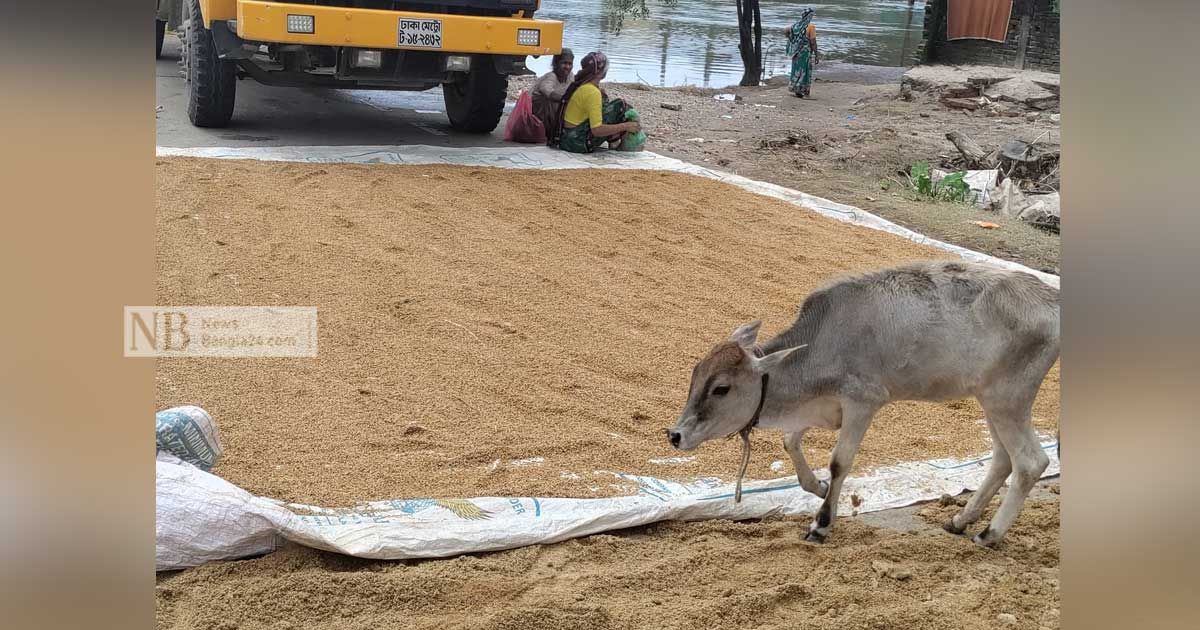 বন্যায় সিলেটে বড় ধাক্কা কৃষিতে