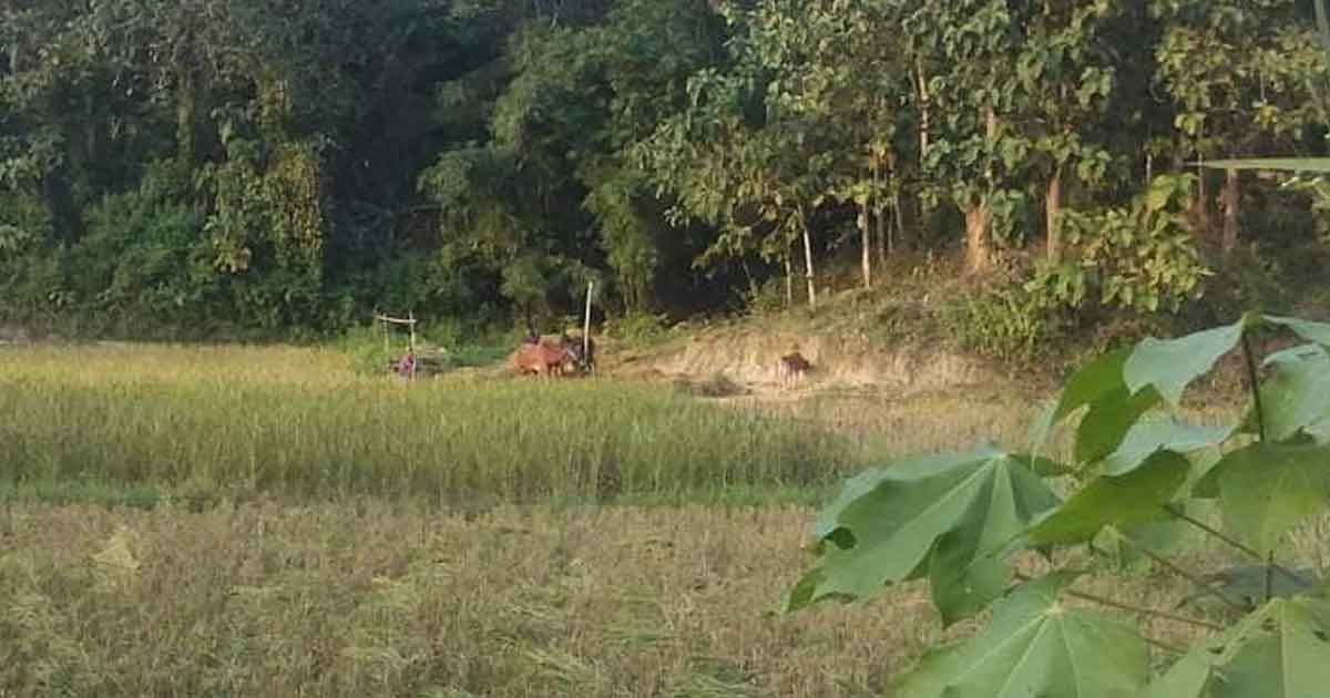 রাজস্থলীতে গুলিবিদ্ধ মরদেহ উদ্ধার