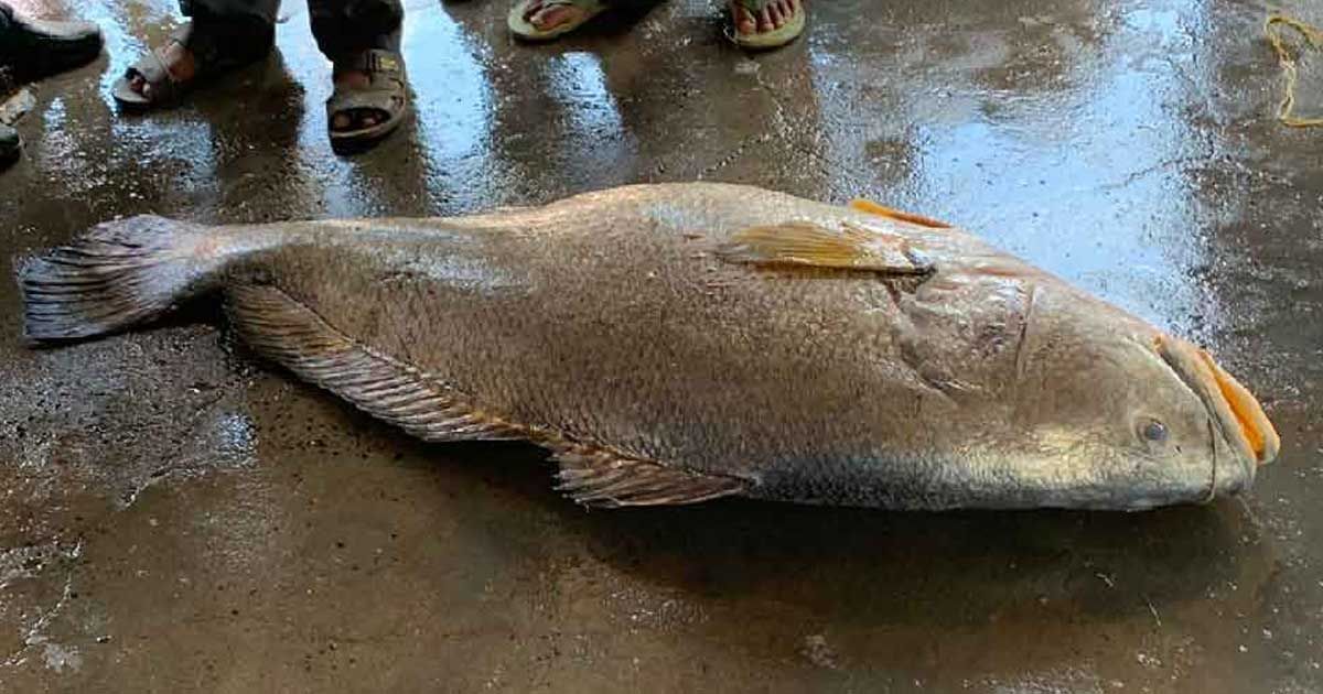 ৫৫ কেজির তেলিয়াভোলা বিক্রি ১৩ লাখ টাকায়