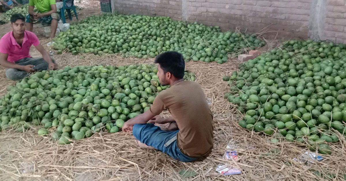 যে গাছ বদলে দিয়েছে রংপুরকে