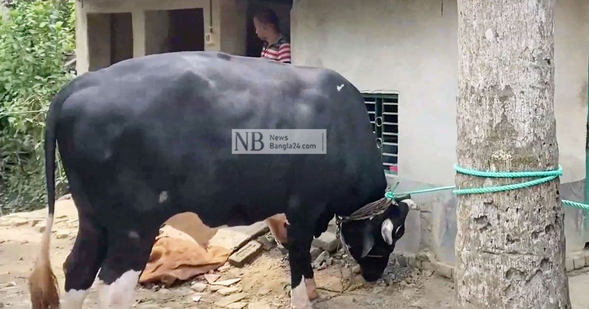 ‘সম্রাটকে’ গোয়াল থেকে বের করতে হয়েছে দেয়াল কেটে