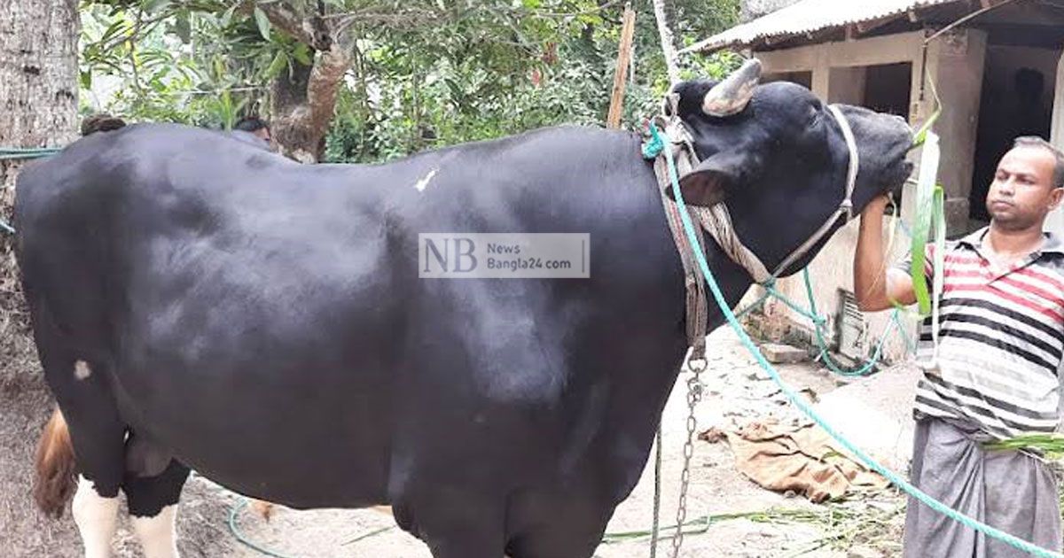 ‘সম্রাটকে’ গোয়াল থেকে বের করতে হয়েছে দেয়াল কেটে