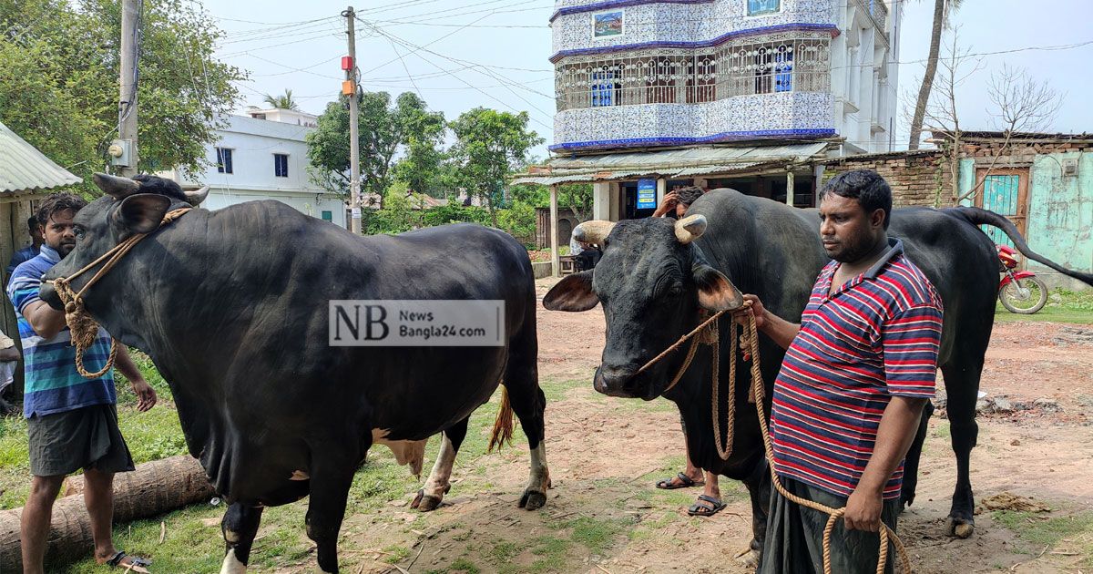 মেহেরপুরে প্রস্তুত ১৮০০ কোটি টাকার পশু