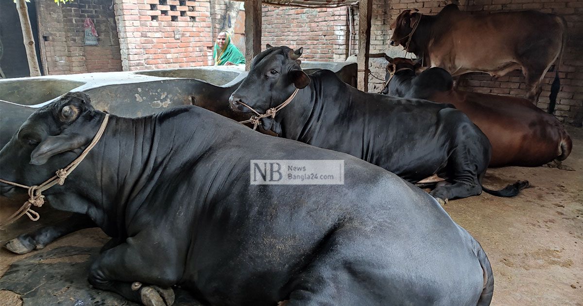 মেহেরপুরে প্রস্তুত ১৮০০ কোটি টাকার পশু