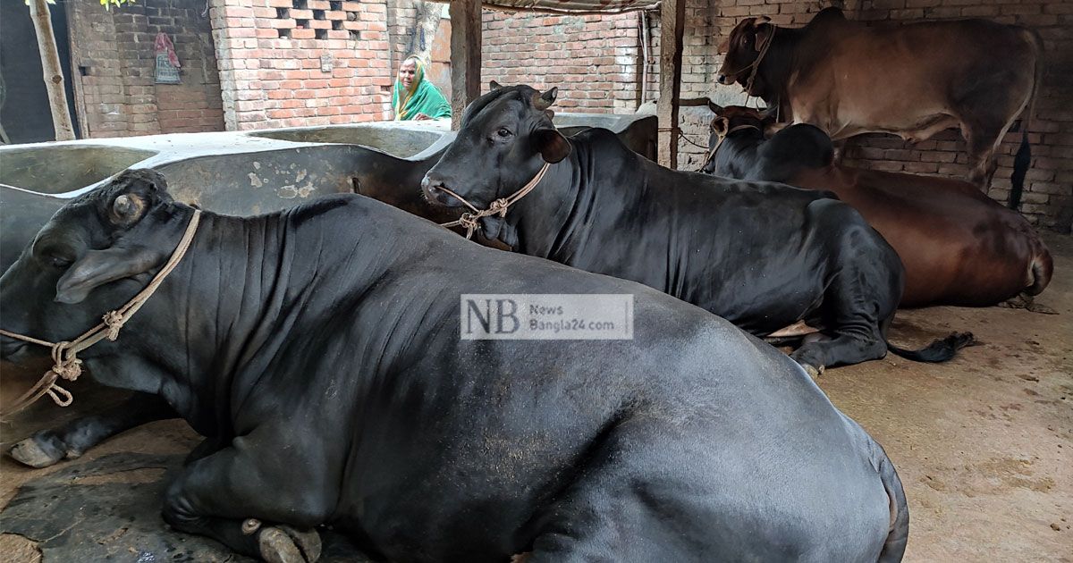 মেহেরপুরে-প্রস্তুত-১৮০০-কোটি-টাকার-পশু