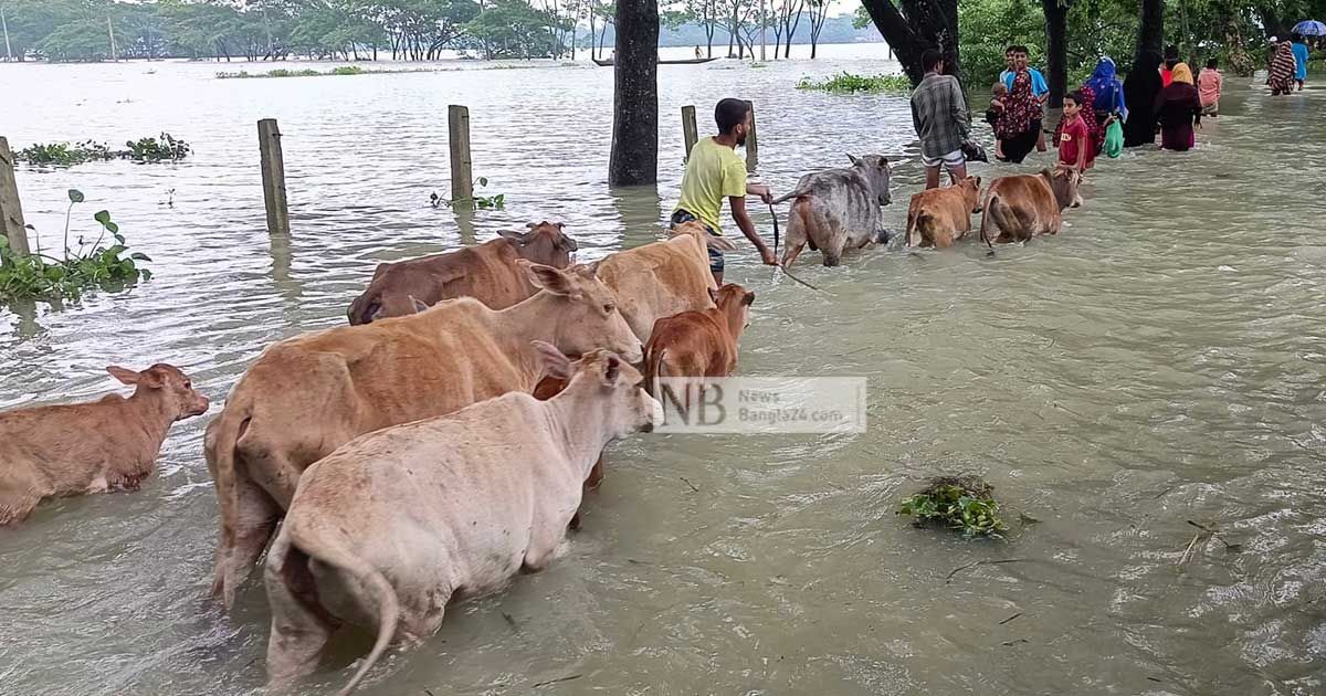 সিলেটে বন্যায় তলিয়ে হাট, পশু বিক্রি নিয়ে শঙ্কা