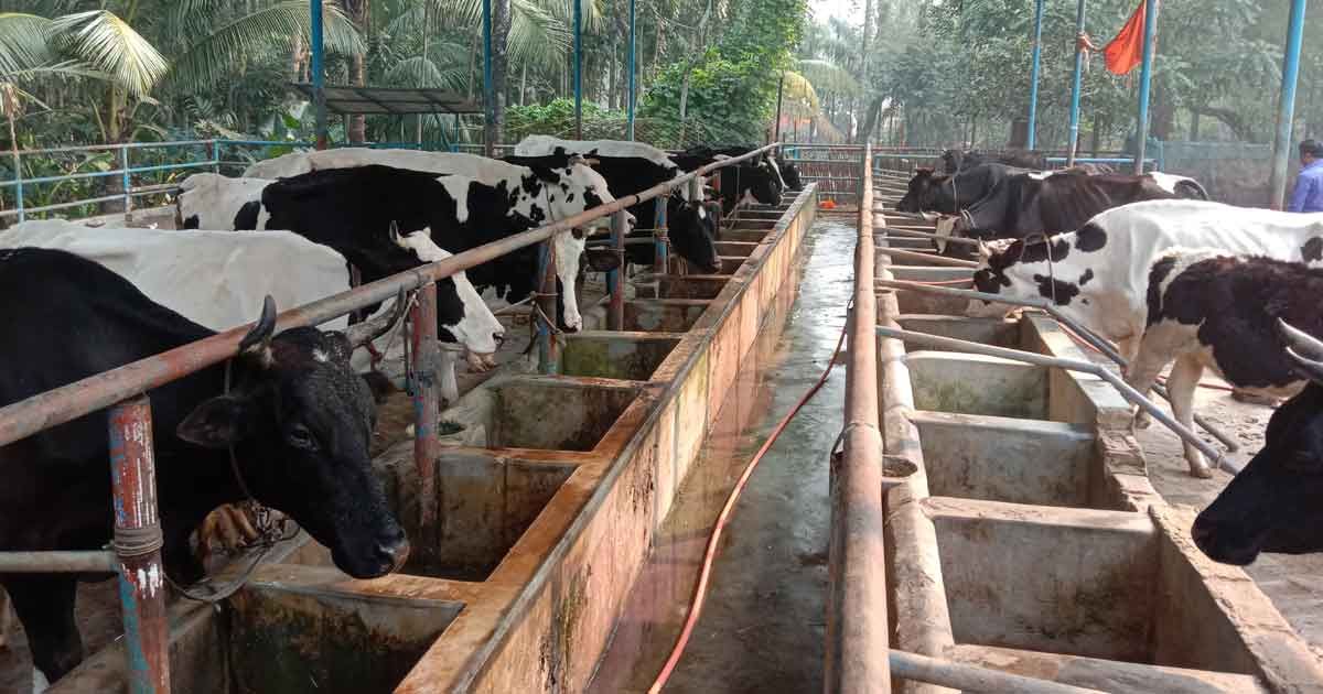 দুগ্ধপল্লির সুদিন আনল পদ্মা সেতু