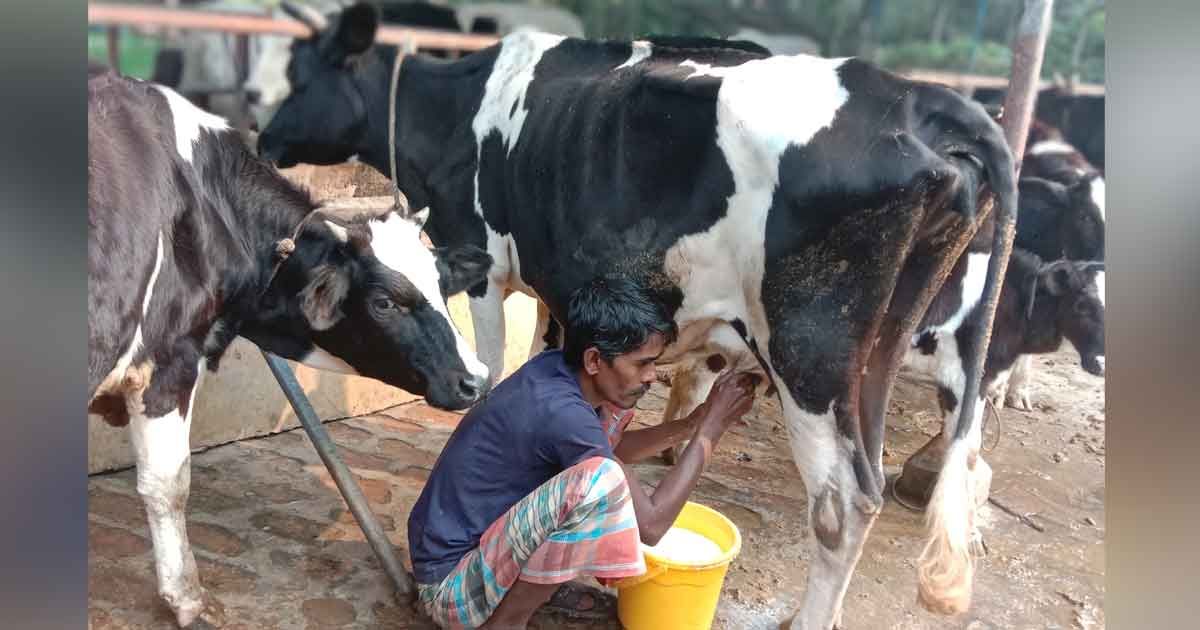 দুগ্ধপল্লির সুদিন আনল পদ্মা সেতু