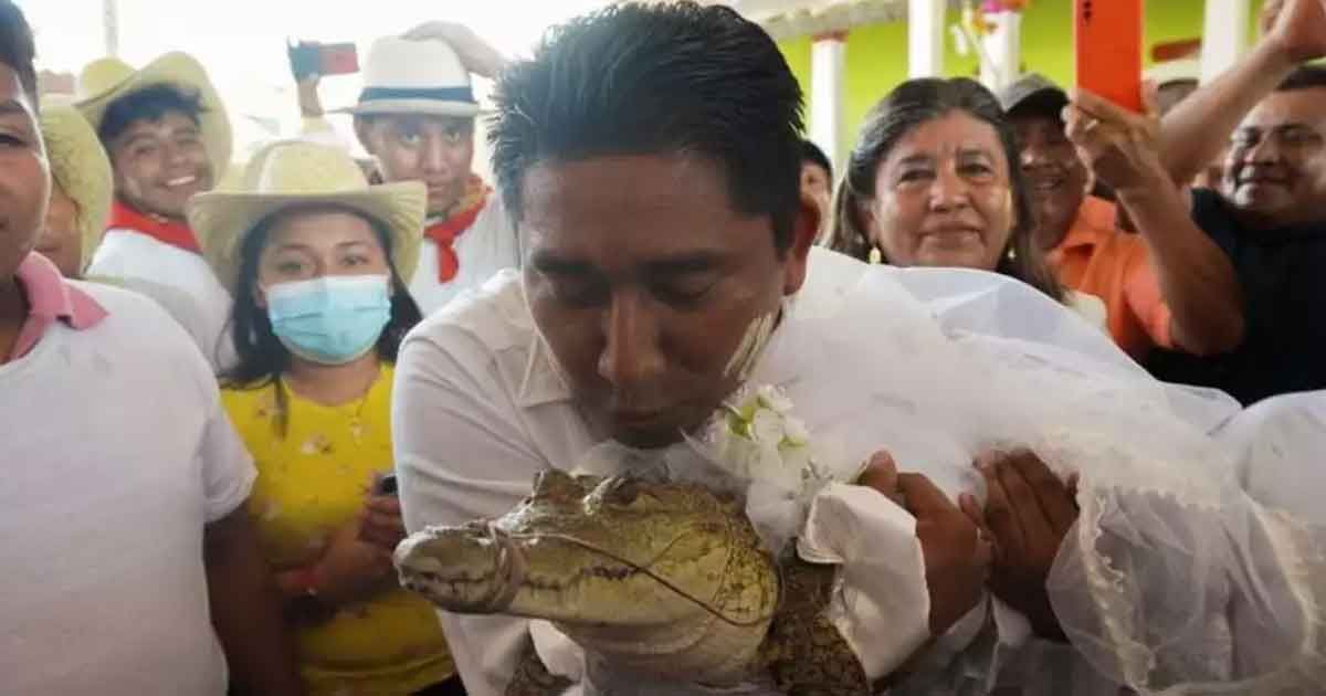 The-mayor-married-the-crocodile