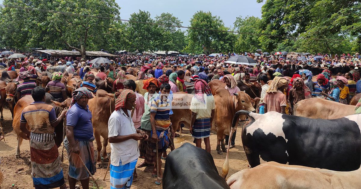 হাটে পশু আছে, ক্রেতা নেই