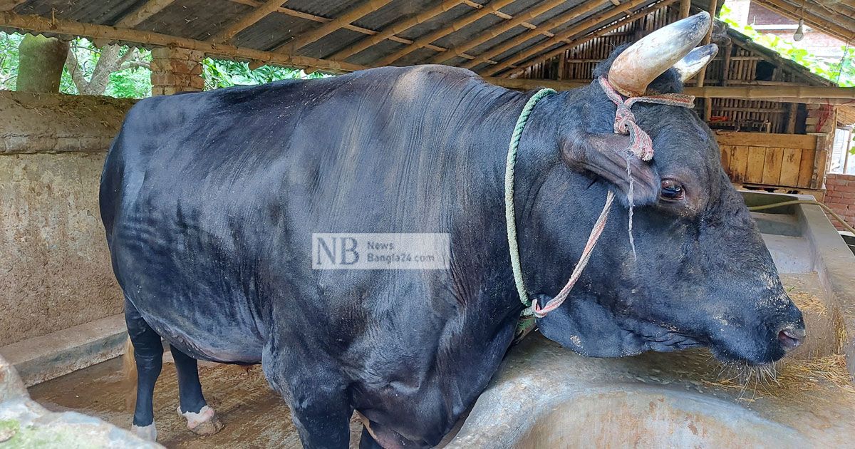 কালো-মানিক-প্লেকে-দেখতে-ভিড়