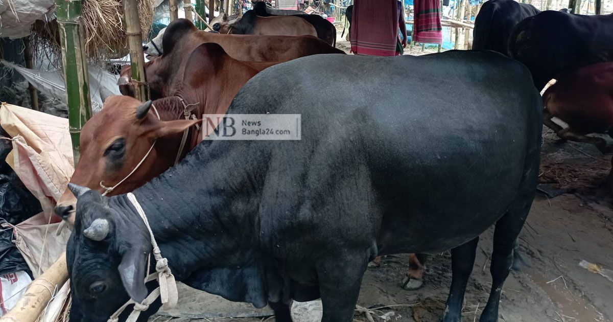 দাম শুনে, ছবি তুলে চলে যাচ্ছেন ক্রেতারা