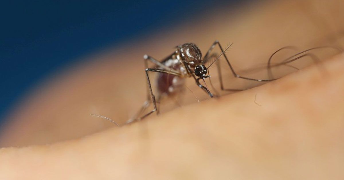 Why-mosquitoes-bite-more-dengue-infected-people