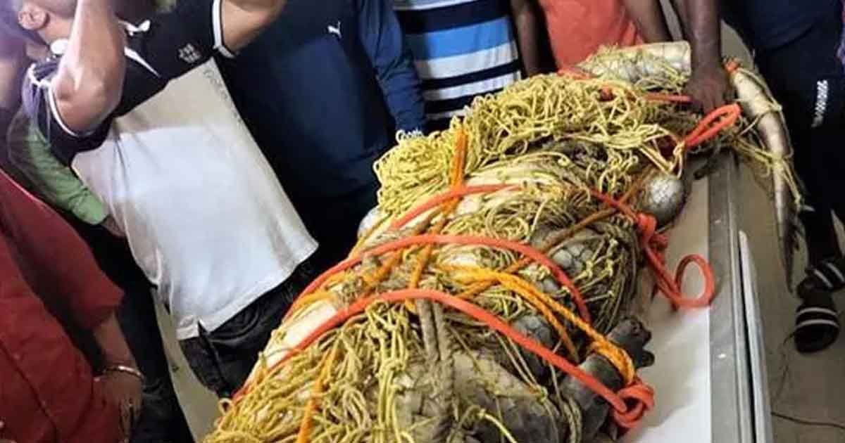 শিশুর হত্যাকারী সন্দেহে কুমির হত্যা