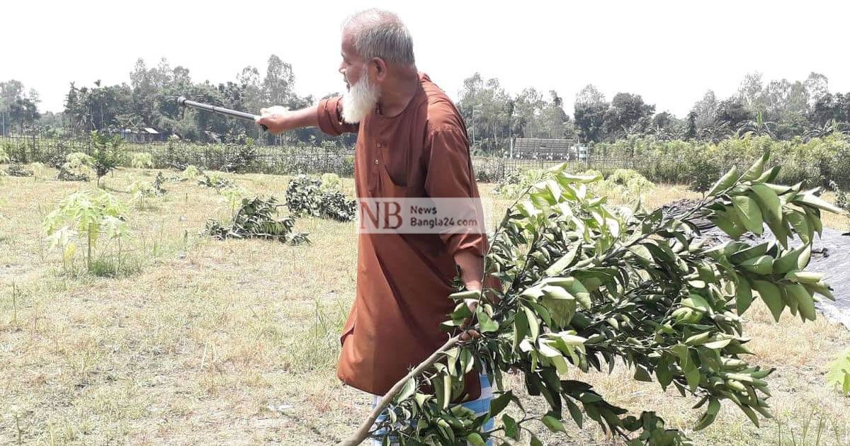 ৩৫২টি-মাল্টা-গাছ-কাটল-দুর্বৃত্তরা