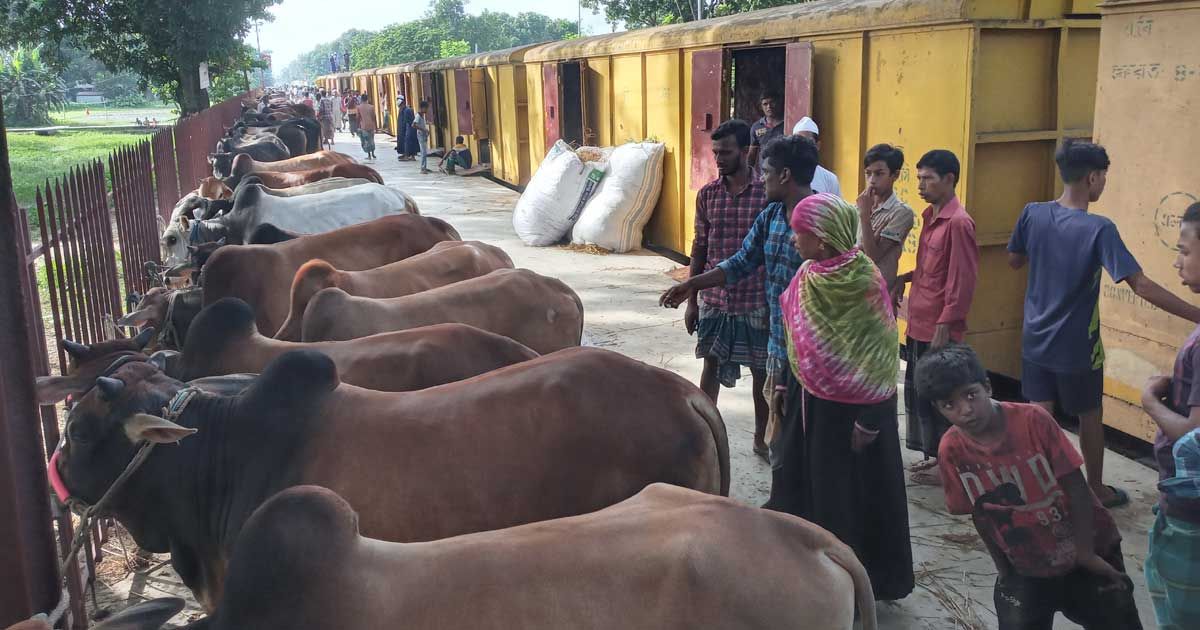 ৪০০ গরু নিয়ে ঢাকার পথে ‘ক্যাটল স্পেশাল’