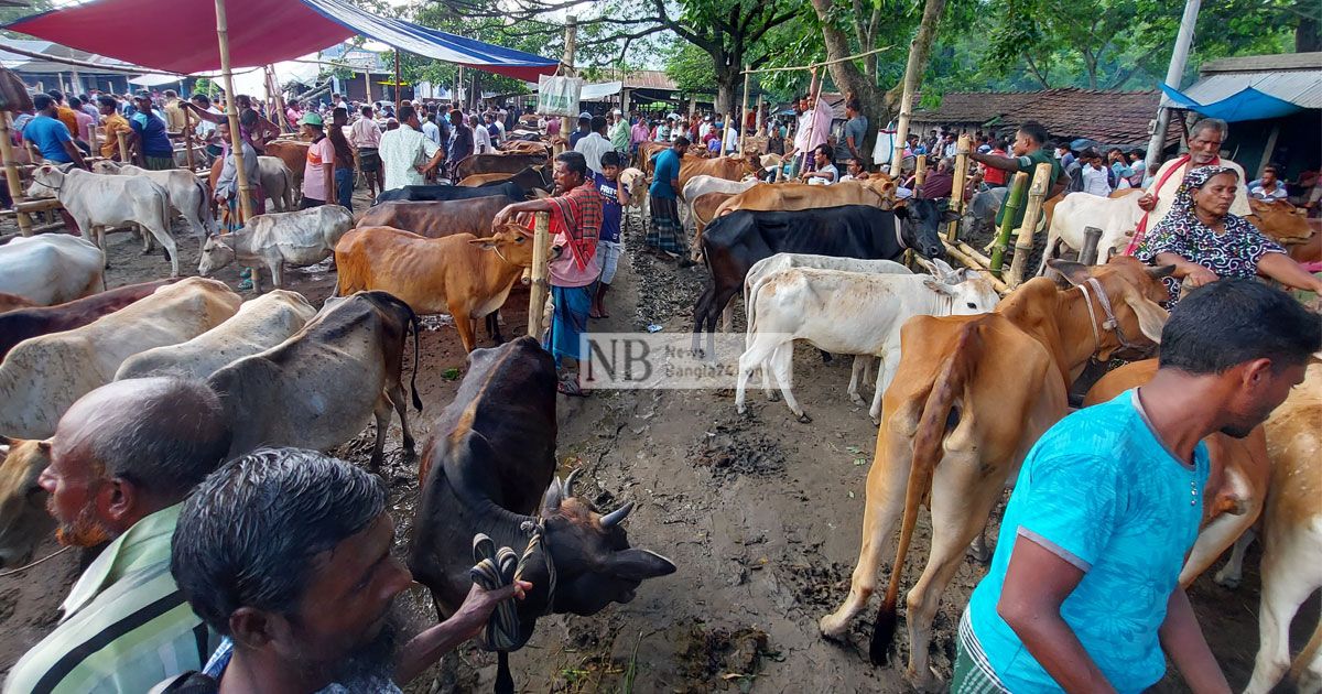 সাতক্ষীরায় কোরবানির পশু চাহিদার তুলনায় দ্বিগুণ